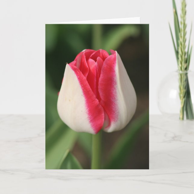 Carte Tulipe bicolore rose et blanc (Devant)