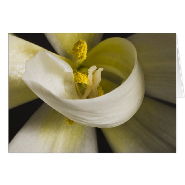 Carte Tulipe Blanche Bouclée - Intérieur Vierge (Devant horizontal)
