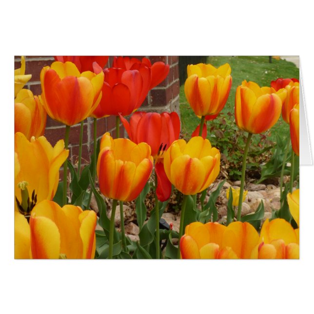 Carte Tulipe de printemps (Devant horizontal)
