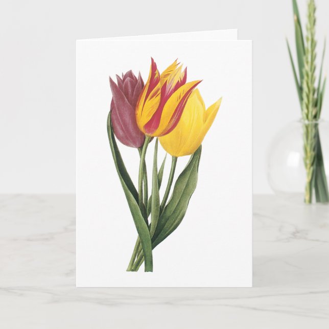 Carte tulipe (gesneriana de Tulipa) par Redouté (Devant)