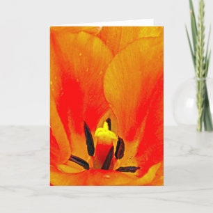 Carte Tulipe orange