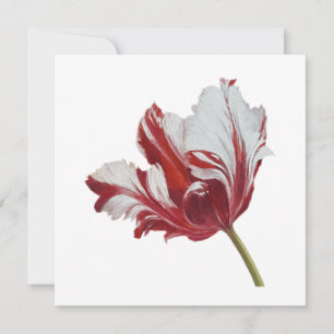 Carte Tulipe Parrot 10x