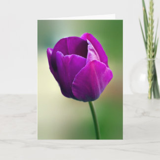 Carte Tulipe pourpre