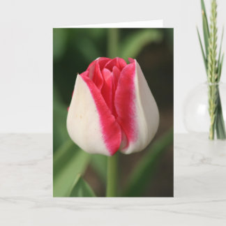 Carte Tulipe rose et blanc à deux tons
