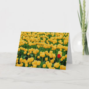 Carte Tulipe rouge dans un champ de tulipe jaune
