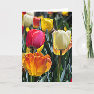Carte Tulipes au soleil