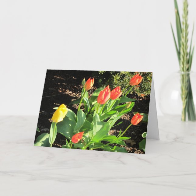 Carte Tulipes de printemps (Devant)