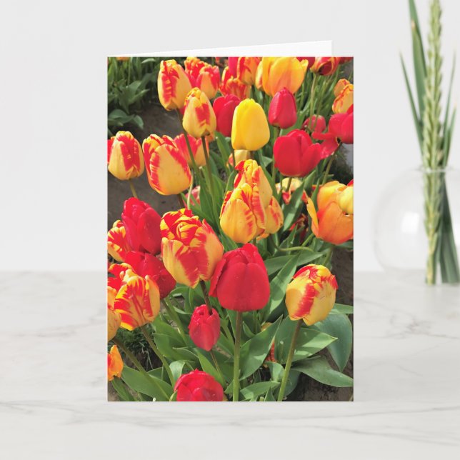 Carte Tulipes jaunes et rouges (Devant)
