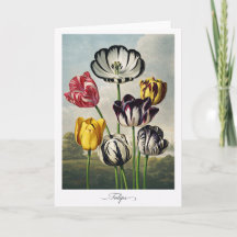 Tulipes — Réinterprétation botanique moderne