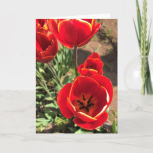 Carte Tulipes rouges à l'intérieur