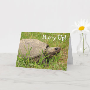 Carte Turtle mignonne Snapping Get Well Card