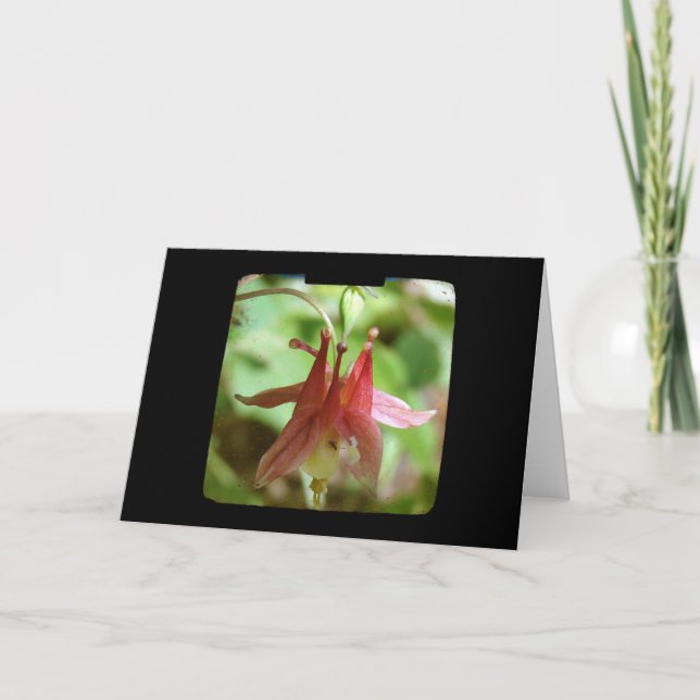 Carte TV Columbine Flower (Devant)