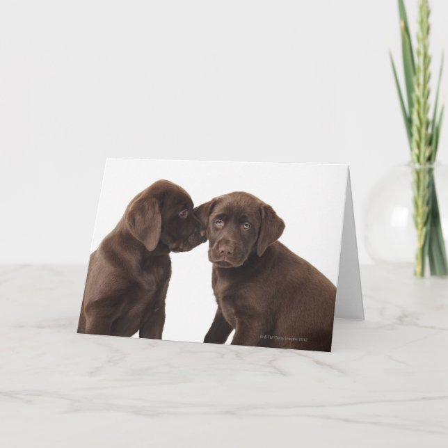 Carte Two chocolate Labrador Retriever Puppies (Devant)