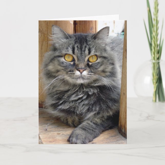 Carte tzigane (Devant)