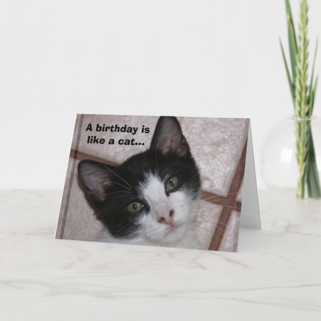 Carte Un anniversaire est comme un chat... (Devant)