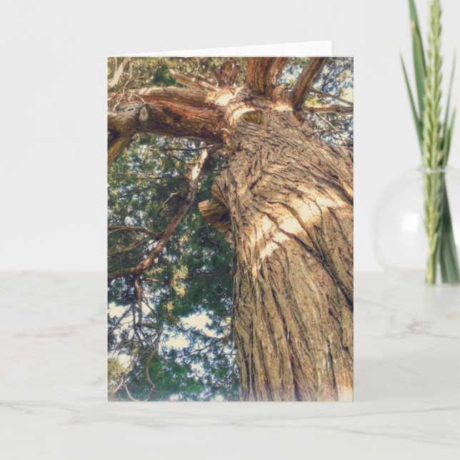 Carte Un arbre des plus beaux (Devant)