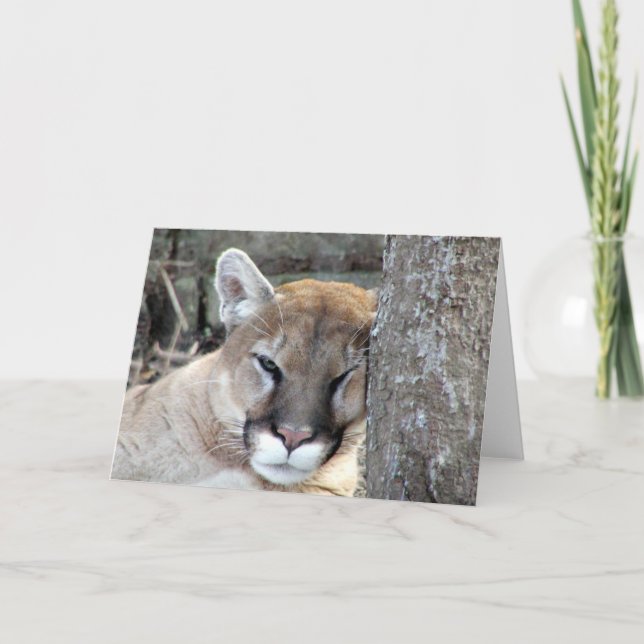 Carte Un autre cougar du lundi (Devant)