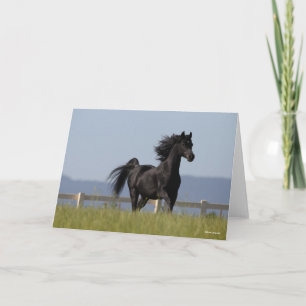Carte Un étalon arabe noir coule à l'eau