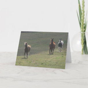 Carte Un poney et deux chevaux
