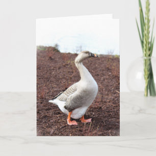 Carte Une oie de parc