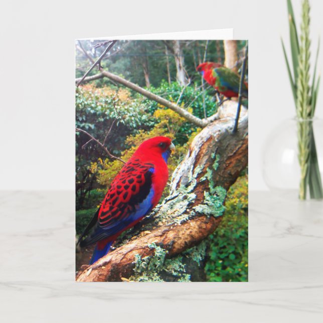 Carte Une photo en couleur d'un Crimson Rosella. (Devant)
