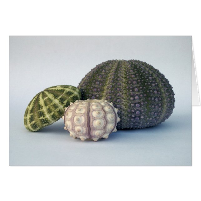 Carte Urchin Trio (Devant horizontal)