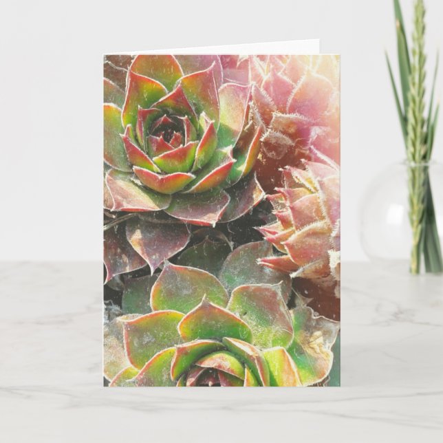 Carte Usines de poule et de poussin (Devant)