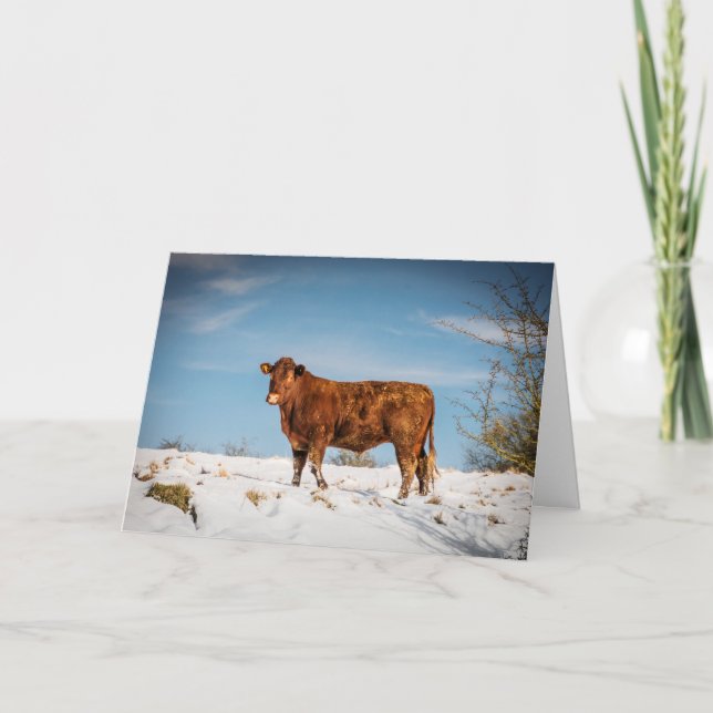 Carte Vache Brown dans un champ couvert de neige (Devant)