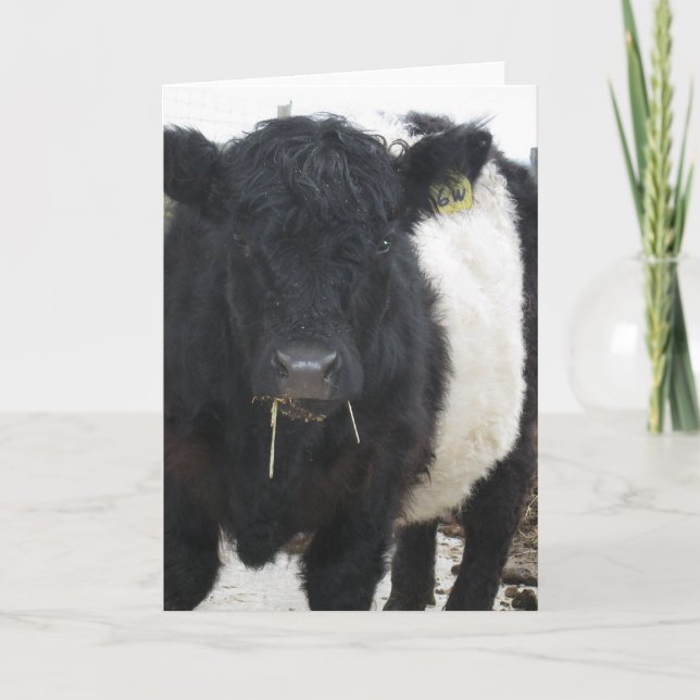 Carte Vache ceinturée à Galloway mangeant le foin (Devant)