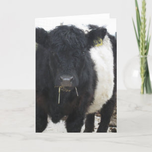 Carte Vache ceinturée à Galloway mangeant le foin