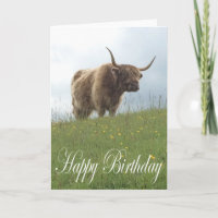 Vache des Highlands écossaise