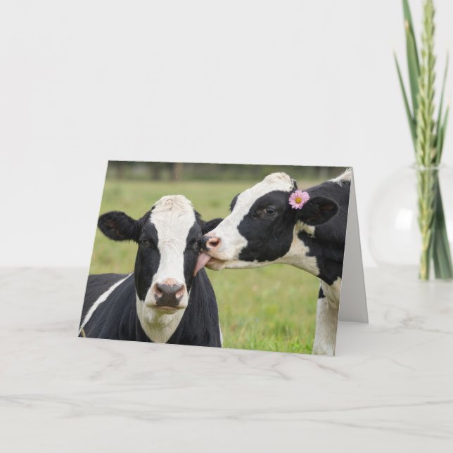 Carte Vache Holstein pour anniversaire de mariage embras (Devant)