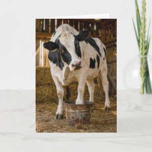 Carte Vache Holstein pour anniversaire debout dans un se