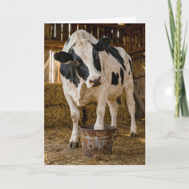 Carte Vache Holstein pour anniversaire debout dans un se (Devant)