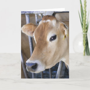 Carte Vache laitière du Jersey avec la tête dans la
