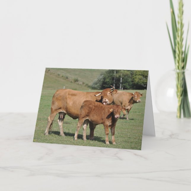 Carte Vache léchant l'anniversaire de veau (Devant)