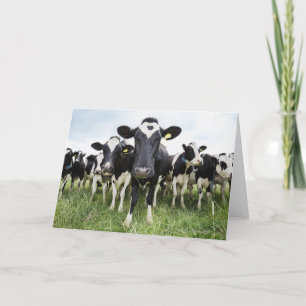 Carte Vaches se tenant dans une rangée regardant