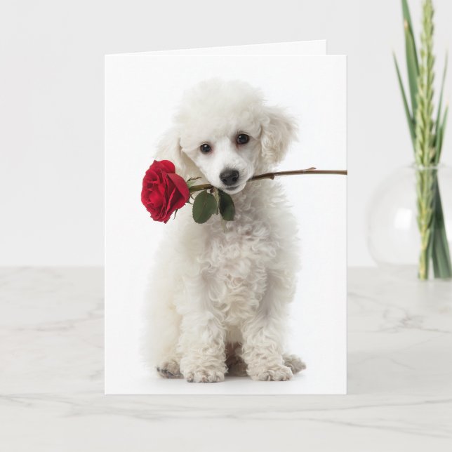 Carte Valentin chiot caniche blanc - Douce Amour (Devant)