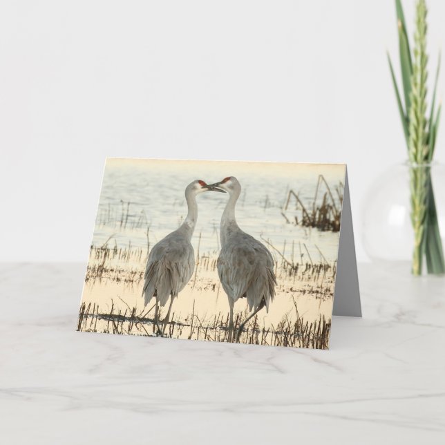 Carte Valentine Sandhill Cranes (Devant)