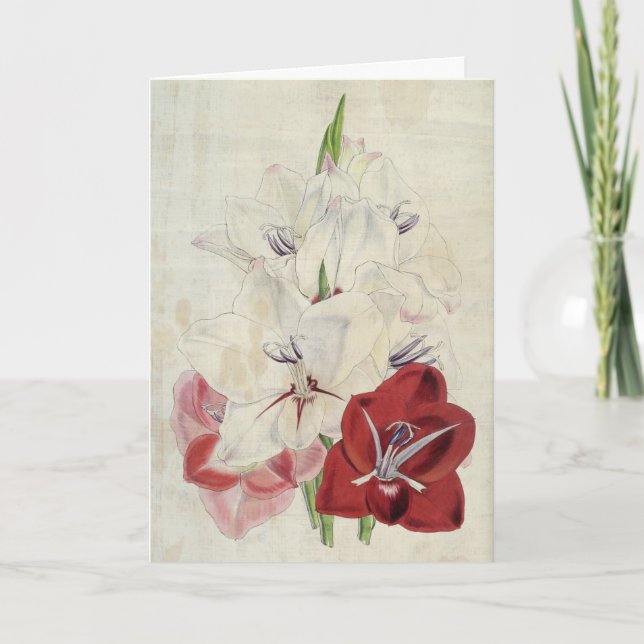 Carte Variétés botaniques vintages de Gladiolus (Devant)