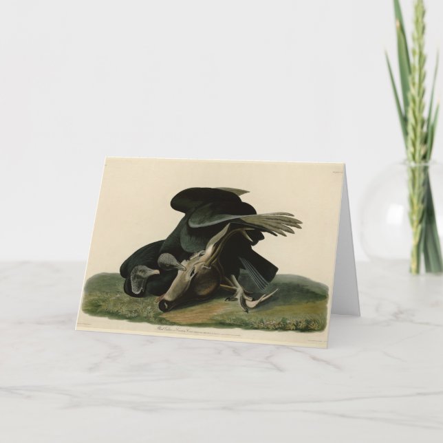 Carte Vautour noir, des oiseaux d'Amérique d'Audubon (Devant)