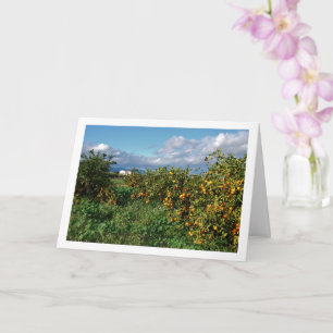 Carte Verger d'orangers, Valence, Espagne