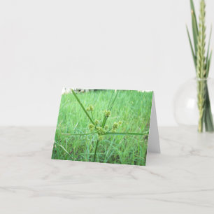 Carte Vert, vert