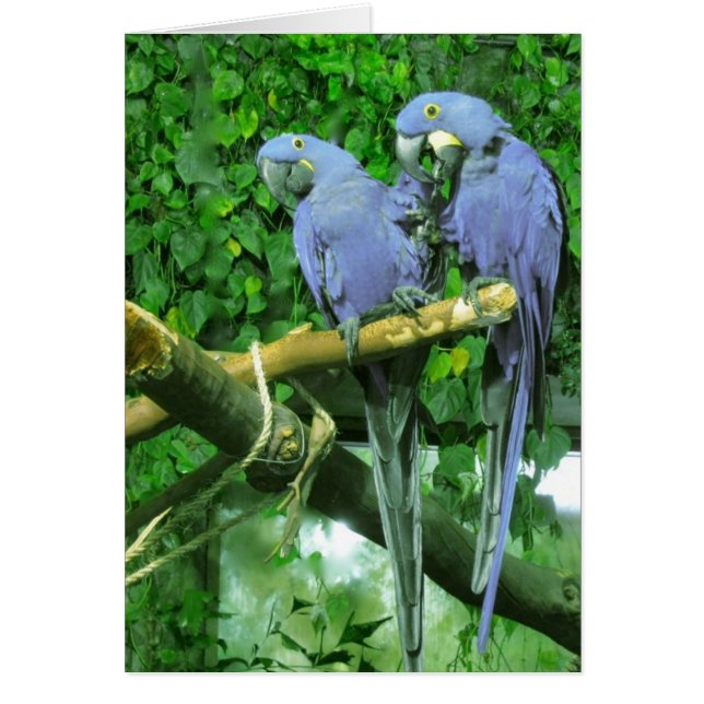 Carte verticale Blue Twin Parrots (Devant)
