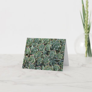Carte vide Succulente