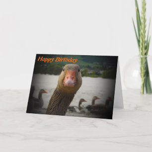Carte Vieillissement amusant Anniversaire Oie d'oiseaux