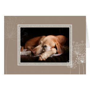 Carte vierge 004 de Vizsla de Hongrois
