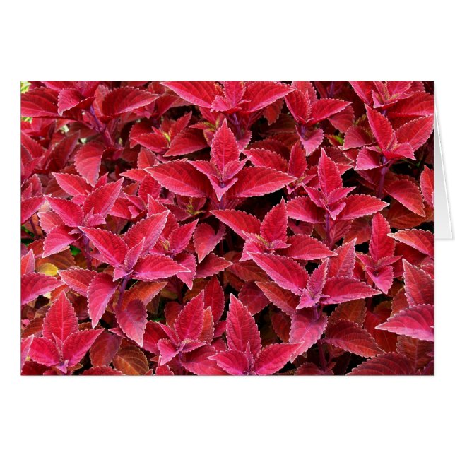 Carte vierge avec Arrière - plan Coleus (Devant horizontal)