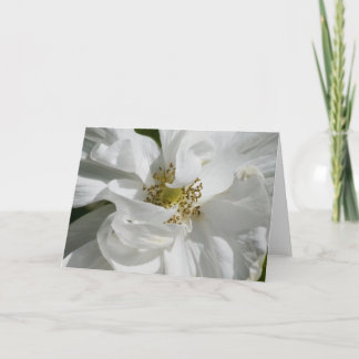 Carte vierge blanche de Rosa