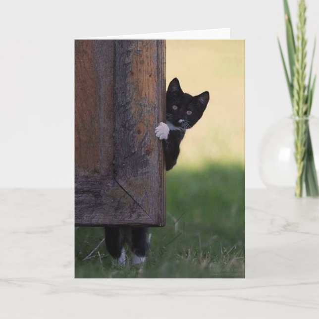 Carte vierge chat - sympathie, merci, anniversaire (Devant)